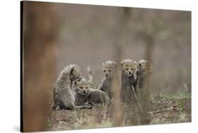 Five cheetah (Acinonyx jubatus) cubs, Kruger National Park, South Africa, Africa-James Hager-Stretched Canvas