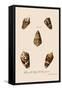 Five Cone Shells-Gustav Philipp Trautner-Framed Stretched Canvas