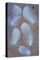 Five Curved White Swan Feathers Lying On Pink And Orange Rough Slate-Den Reader-Stretched Canvas