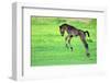 Five Day Old Purebred Andalusian Foal (Equus Caballus) Playing in a Field, Alsace, France, May-Eric Baccega-Framed Photographic Print