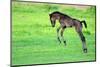 Five Day Old Purebred Andalusian Foal (Equus Caballus) Playing in a Field, Alsace, France, May-Eric Baccega-Mounted Photographic Print