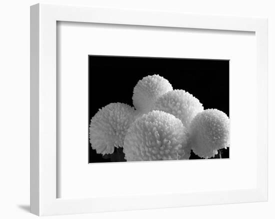 Five Disciples, 2006-Hiroyuki Arakawa-Framed Photographic Print