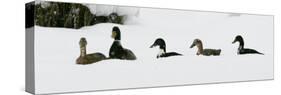 Five Ducks Make Their Way Through the Snow-null-Stretched Canvas