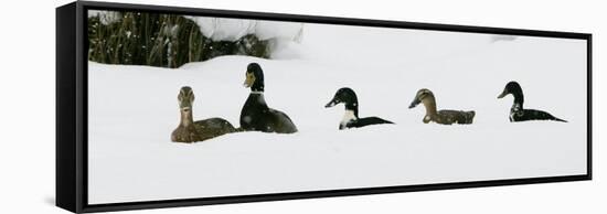 Five Ducks Make Their Way Through the Snow-null-Framed Stretched Canvas