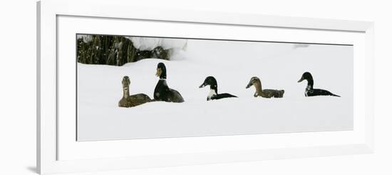 Five Ducks Make Their Way Through the Snow-null-Framed Photographic Print