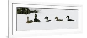 Five Ducks Make Their Way Through the Snow-null-Framed Photographic Print