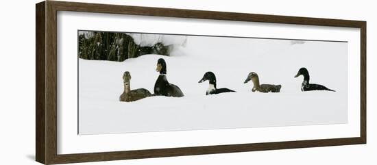 Five Ducks Make Their Way Through the Snow-null-Framed Photographic Print