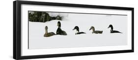 Five Ducks Make Their Way Through the Snow-null-Framed Photographic Print