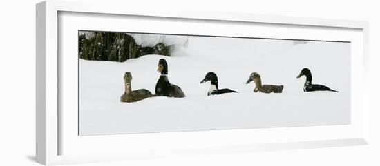 Five Ducks Make Their Way Through the Snow-null-Framed Photographic Print