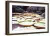 Five Foot Lily Pads-John Bortniak-Framed Art Print