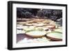 Five Foot Lily Pads-John Bortniak-Framed Art Print