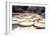 Five Foot Lily Pads-John Bortniak-Framed Art Print