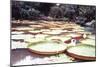 Five Foot Lily Pads-John Bortniak-Mounted Art Print