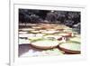 Five Foot Lily Pads-John Bortniak-Framed Art Print