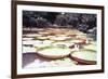 Five Foot Lily Pads-John Bortniak-Framed Art Print