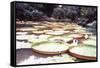 Five Foot Lily Pads-John Bortniak-Framed Stretched Canvas