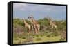 Five Giraffes Watching Something-Circumnavigation-Framed Stretched Canvas