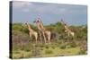 Five Giraffes Watching Something-Circumnavigation-Stretched Canvas