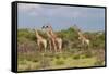 Five Giraffes Watching Something-Circumnavigation-Framed Stretched Canvas