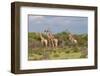 Five Giraffes Watching Something-Circumnavigation-Framed Photographic Print