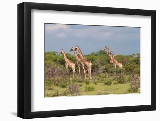 Five Giraffes Watching Something-Circumnavigation-Framed Photographic Print