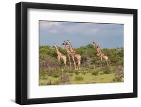 Five Giraffes Watching Something-Circumnavigation-Framed Photographic Print