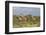 Five Giraffes Watching Something-Circumnavigation-Framed Photographic Print