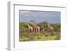 Five Giraffes Watching Something-Circumnavigation-Framed Photographic Print