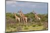 Five Giraffes Watching Something-Circumnavigation-Mounted Photographic Print