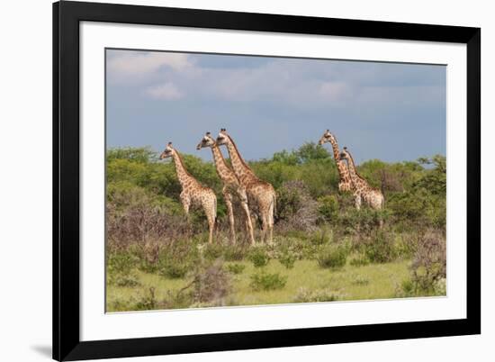 Five Giraffes Watching Something-Circumnavigation-Framed Photographic Print