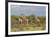 Five Giraffes Watching Something-Circumnavigation-Framed Photographic Print