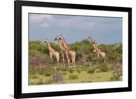 Five Giraffes Watching Something-Circumnavigation-Framed Photographic Print