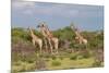 Five Giraffes Watching Something-Circumnavigation-Mounted Photographic Print