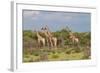 Five Giraffes Watching Something-Circumnavigation-Framed Photographic Print