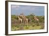 Five Giraffes Watching Something-Circumnavigation-Framed Photographic Print