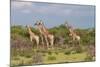 Five Giraffes Watching Something-Circumnavigation-Mounted Photographic Print