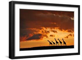 Five Giraffes-Muriel Vekemans-Framed Art Print