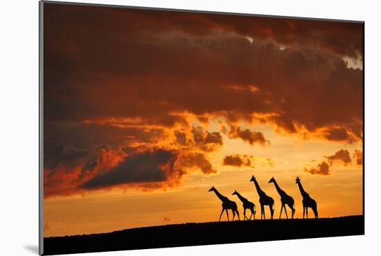 Five Giraffes-Muriel Vekemans-Mounted Art Print