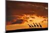 Five Giraffes-Muriel Vekemans-Mounted Photographic Print