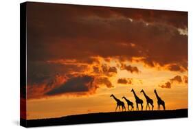 Five Giraffes-Muriel Vekemans-Stretched Canvas