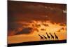 Five Giraffes-Muriel Vekemans-Mounted Photographic Print