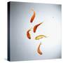 Five goldfish swimming with bubbles-null-Stretched Canvas