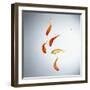 Five goldfish swimming with bubbles-null-Framed Photographic Print