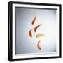 Five goldfish swimming with bubbles-null-Framed Photographic Print