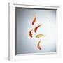 Five goldfish swimming with bubbles-null-Framed Photographic Print