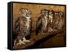 Five Great Horned Owls-null-Framed Stretched Canvas