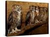 Five Great Horned Owls-null-Stretched Canvas