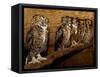 Five Great Horned Owls-null-Framed Stretched Canvas