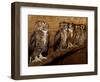 Five Great Horned Owls-null-Framed Photographic Print