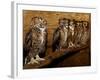 Five Great Horned Owls-null-Framed Photographic Print